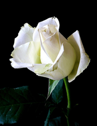 Cheryl L. (Phillips) Grebe Obituary