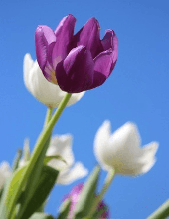 Kay D. (Eddinger) Thon Obituary