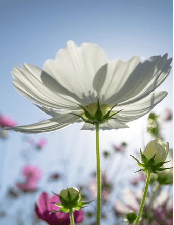 Ina M. (Hagemeyer) Narber Obituary